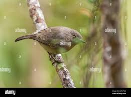 Image result for Newtonia