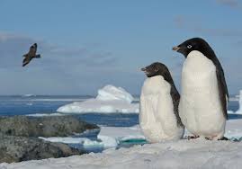 What Animals Live In Antarctica Where Do Penguins Live Penguins Antarctica
