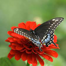 أجمل صور الفراشات في العالم صور لم تشاهدها من قبل butterfly photos butterfly pictures beautiful butterflies