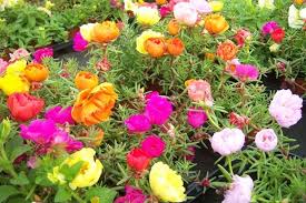 Ipek Cicegi Kedi Tirnagi Bakimi Portulaca Grandiflora Cicek Bakimi Cicek Cesitleri Cicek Turleri Cicek Isimleri Cicek Bitki Guzel Bahceler