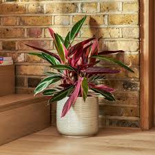 Image result for stromanthe