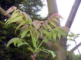Check spelling or type a new query. Scirpidiella S Plants Rare Tree Of Heaven Cousins Ailanthus Sp Div