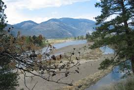 Image result for Sporobolus myrianthus