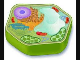 We did not find results for: How Can We Make A Model Of Plant Cell With Thermocol Brainly In
