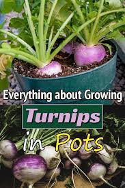 Everything About Growing Turnips In Pots Growing Turnips Growing Vegetables In Pots Fast Growing Vegetables