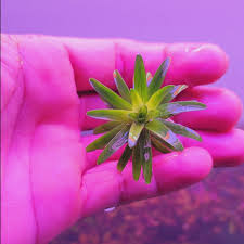 Image result for Syngonanthus