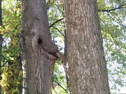 Tree porn (nsfw) : r/Pareidolia