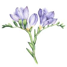 Freesia Flowers On Behance Flower Drawing Freesia Flowers Floral Watercolor