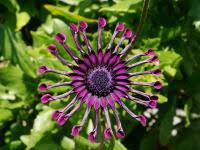 Image result for paprskovka obrázek