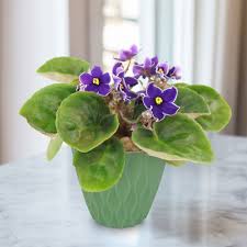 Image result for Saintpauliopsis