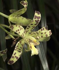 Image result for Aeranthes africana
