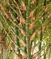 Image result for Bambusa vulgaris