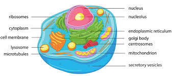 Humans, for example, also have hundreds of different cell types. Animal Cell Cell Structure Quiz Quizizz