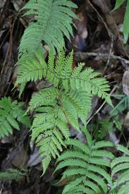 Image result for Ctenitis