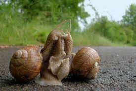 In this scenario, you must pay close attention to the sheath that is present on these snails. A Love Dart At The Heart Of Sexual Conflict In Snails Bmc Series Blog