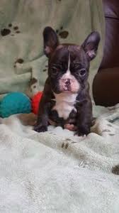 Missouri french bulldog dog breeders. Litter Of 4 French Bulldog Puppies For Sale In Springfield Mo Adn 58343 On Puppyfinder Com Gender Female Age 7 Week Puppies French Bulldog Bulldog Puppies