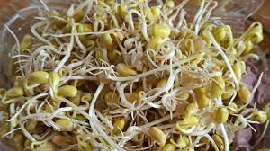Entdecke rezepte, einrichtungsideen, stilinterpretationen und andere ideen zum ausprobieren. Cara Membuat Tauge Kacang Kedelai Sendiri Youtube