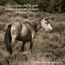  Horse Give A Horse What He Needs Horse Riding Quotes Horse Quotes Funny Horses
