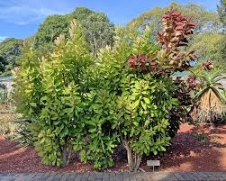 Image result for Euphorbia grantii
