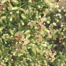 Image result for Erigeron sumatrensis