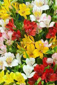 Alstroemeria Mixed Colors Flowers One Of My Favorite Flowers Day 43 Flower Stock Photography Garden Flower Beds Flower Garden