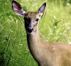 Hunting Some Signs To Know When It S Peak Rut Time Portland Press Herald