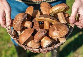 Mushroom In Pregnancy Benefits Precautions More
