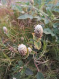 Image result for Gomphrena celosioides