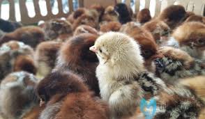 Rahasia Cara Budidaya Ayam Arab Paling Lengkap Dan Rinci Trikmerawat Com