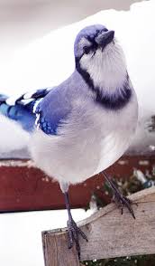 Birds That Start With Blue Bluejay Cl Pet Birds Blue Jay Bird Beautiful Birds