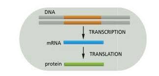 Bagaimana Sintesis Protein Pada Sel Prokaryot Biologi Dictio Community