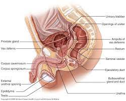 It is the most complete reference of human anatomy available on web, ipad, iphone and android devices. The Male Reproductive System Anatomy And Phyisiology