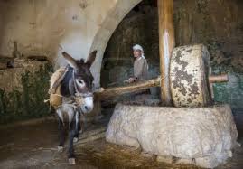 Nazareth Israel Oct 15 Millstone Donkey Used For Pressing Nazareth Village Historical Place Historical