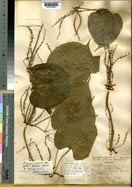 Image result for Dioscorea cayenensis