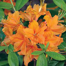 Pin On Azalea