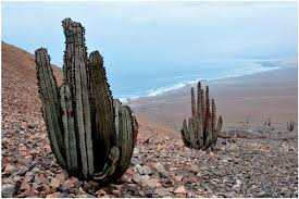 Image result for Loxodera