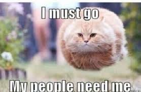 I Must Go My People Need Me Meme Hover Cat Crazy Cats Cat Pics