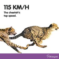Factoftheweek Did You Know That A Cheetah S Top Speed Is 115 Km H Cheetah Top Cheetahs Cheetah