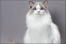 Adorable Ragdoll Kittens for sale - Catlana Ragdolls