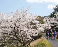 広島県緑化センターの桜の画像