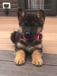 3,190 likes · 103 talking about this. Cavapoo Puppies Charlotte Nc