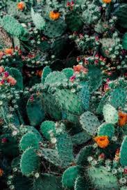 Cactus cave is a dungeon in lupus empire in cat quest 2. 720 Succulents Ideas In 2021 Succulents Cactus Cactus Drawing
