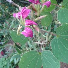 Image result for Bauhinia macrantha