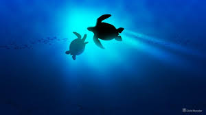 Wallpaper bahamas island resort hotel sea ocean. Free Download Mom And Baby Turtle Wallpaper Walltor 640x360 For Your Desktop Mobile Tablet Explore 48 Baby Sea Turtle Wallpaper Sea Turtle Wallpaper Desktop Turtle Background Wallpaper Hd Turtle Wallpaper