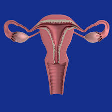 Diet alone can't treat fibroids. Women S Wellness Uterine Fibroids Are Common Noncancerous Growths
