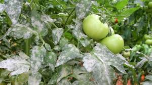 Solanum lycopersicum and lycopersicon lycopersicum) is an herbaceous annual in the family solanaceae grown for its edible fruit. Tomato Diseases And Pests D I Y Gardens