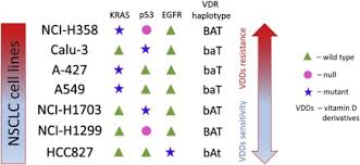 Differential Response Of Lung Cancer Cell Lines To Vitamin D Derivatives Depending On Egfr Kras P53 Mutation Status And Vdr Polymorphism Sciencedirect