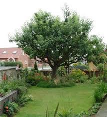 Bramley Apple Tree Dream Backyard Bramley Apple Garden Trees