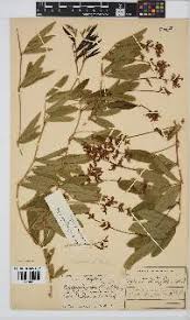 Image result for Ophrestia