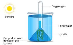 In Biology Why Did They Use Elodea In Photosynthesis Experiment? - Quora